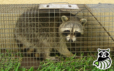 St Landry Parish trapping
